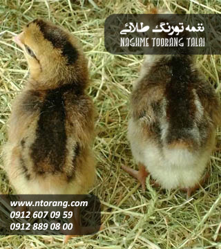 فروش جوجه یکروزه گلپایگانی
